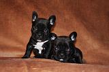 BOULEDOGUE FRANCAIS 788